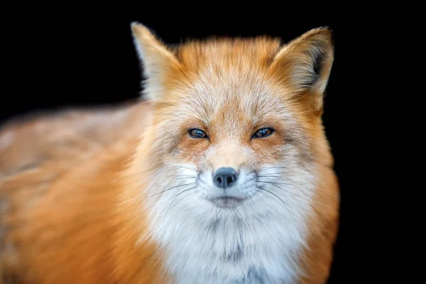 Portrét Red Fox Vulpes Vulpes Krásné Zvíře Černém Pozadí Divoká — Stock fotografie