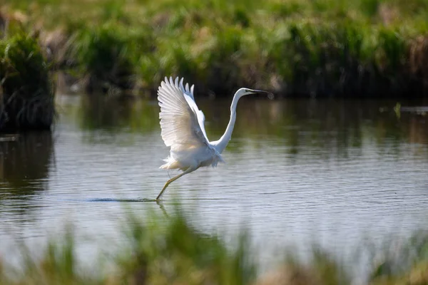 White Heron Great Egret Fly Lake Background Water Bird Nature — Stock Photo, Image