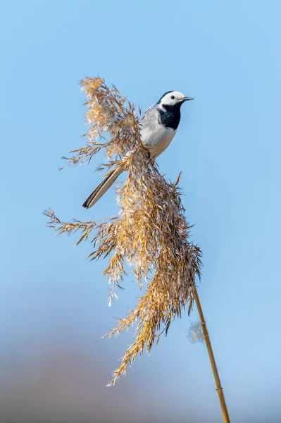 Cauda Branca Cana Pequenos Pássaros Ambiente Natural Cena Vida Selvagem — Fotografia de Stock