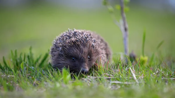 Hérisson Dans Herbe Verte Scène Animalière Nature Animaux Dans Habitat — Photo