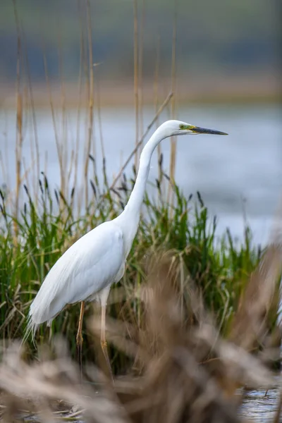 White Heron Great Egret Standing Lake Water Bird Nature Habitat — Stock Photo, Image