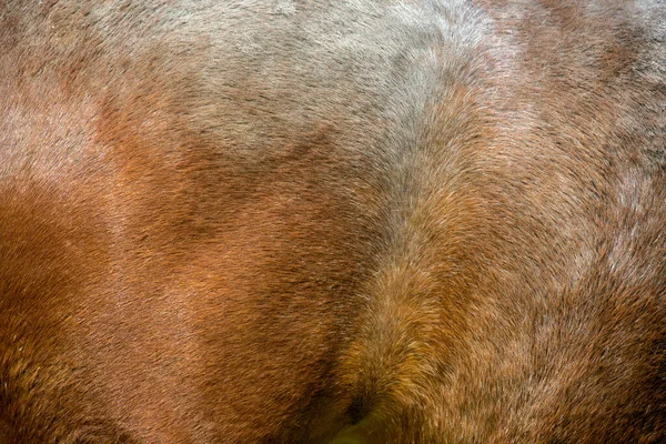 Gros Plan Peau Texturée Jeune Cheval Brun — Photo