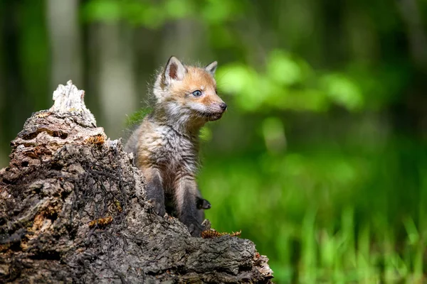 Renard Roux Vulpes Vulpes Petit Petit Ourson Forêt Sur Souche — Photo