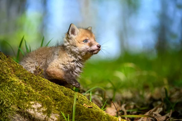 红狐狸 森林里的小宝宝 在自然环境中可爱的小野兽 大自然的野生动物场景 — 图库照片
