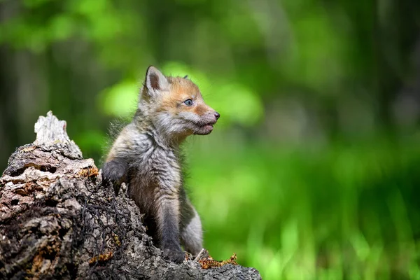 Red Fox Vulpes Vulpes Small Young Cub Forest Stump Cute — Stock Photo, Image