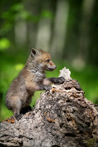 红狐狸 小宝宝在森林的树桩上 在自然环境中可爱的小野兽 大自然的野生动物场景 — 图库照片