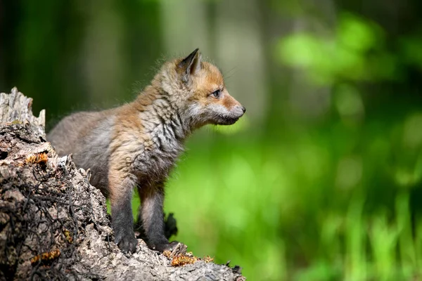 切り株の上に森の中の小さな赤ちゃん 自然環境でかわいい野生の捕食者 自然からの野生動物のシーン — ストック写真