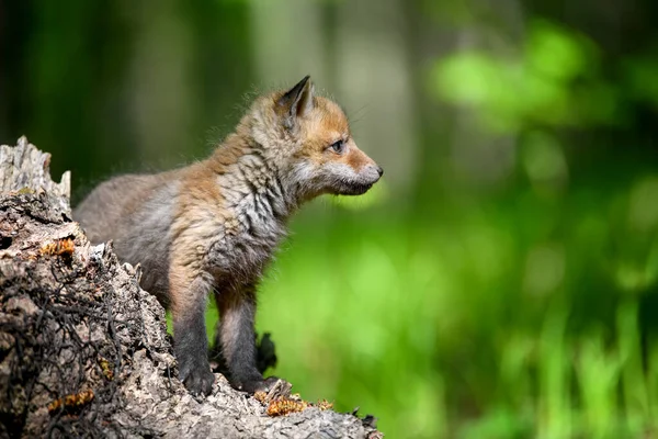 Zorro Rojo Vulpes Vulpes Cachorro Pequeño Bosque Tocón Lindos Pequeños — Foto de Stock