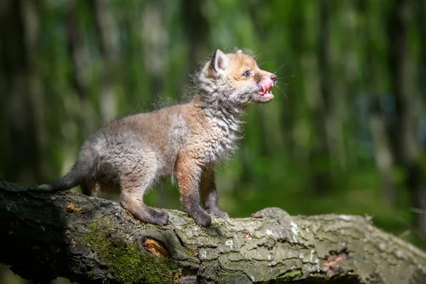 Raposa Vermelha Vulpes Vulpes Filhote Pequeno Floresta Ramo Pequenos Predadores — Fotografia de Stock