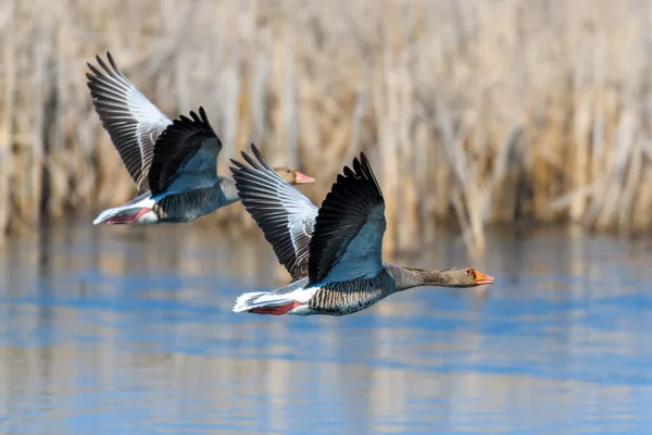 Two goose flying bird in the nature habitat, action scene with open wings. Bird in fly, lake with grass in the background — Stock Image Two Goose Flying Bird Nature Habitat Action Scene Open Wings Stock Image