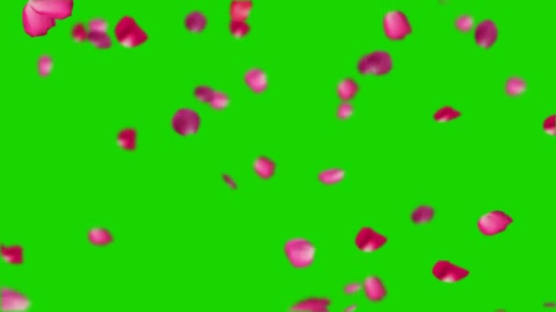 Πράσινη Οθόνη Πτώση Πέταλα Βροχή Πτώση Πράσινη Οθόνη Ροδοπέταλα Τριαντάφυλλο — Αρχείο Βίντεο