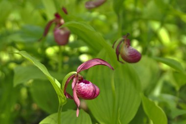 Güzel pembe çiçek bir çan tarlasında çöreklerle açtı.