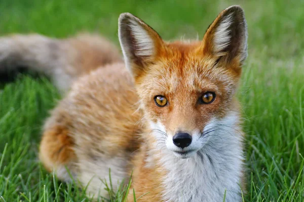 Young Fox Looking Camera — Stock Photo, Image