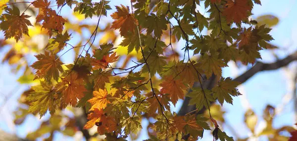 Herfst Bladeren Lucht Achtergrond — Stockfoto