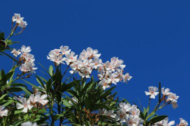 Güneşli İspanya güzel bitki