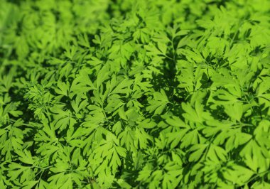 Güneşli İspanya güzel bitki