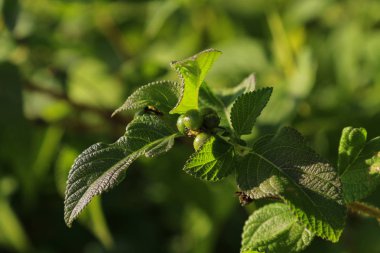 Güneşli İspanya güzel bitki