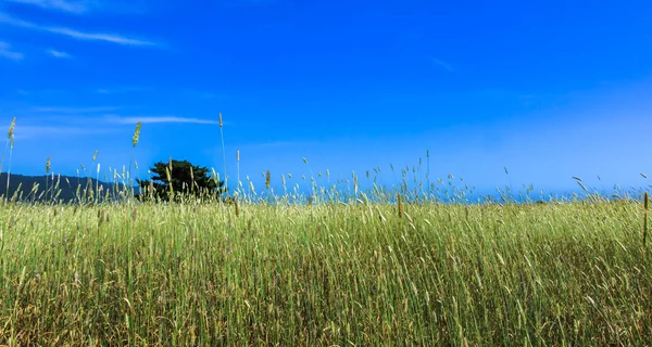 Grama alta em um campo com céu azul — Fotografia de Stock