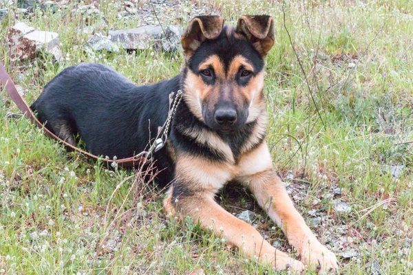 Yeşil çimenlerin üzerinde oturan köpek yavrusu