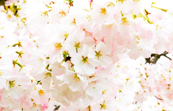 Vista de las flores de cerezo de primavera — Foto de Stock