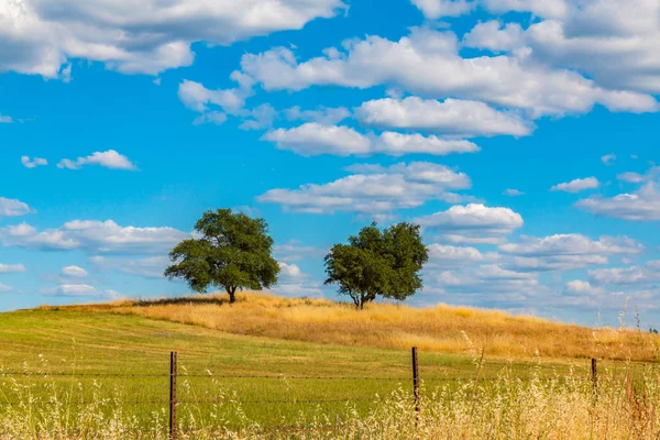 Bulutlar ve mavi gökyüzü tepe üzerinde yeşil meşe ağaçları