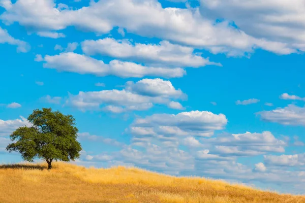 Árvore de carvalho verde na colina com nuvens e céu azul — Fotografia de Stock