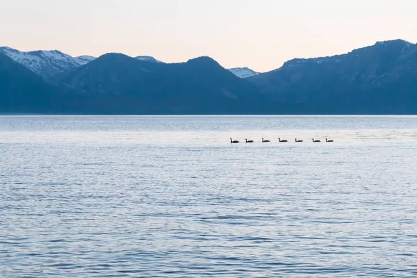 Lago azul con silueta de patos nadando a través de —  Fotos de Stock