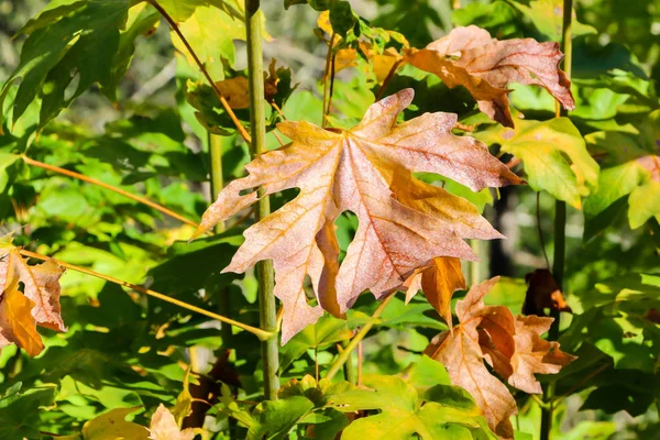 Крупним планом Вид осіннього барвистого листя — стокове фото