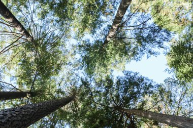 Ormanın içinde güzel parlak yeşil ağaçlar