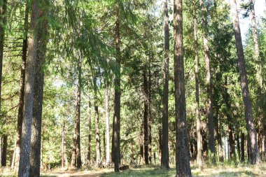 Ormanın içinde güzel parlak yeşil ağaçlar
