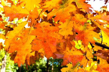 Görünümü, sonbahar renkli yaprakları kadar kapatın