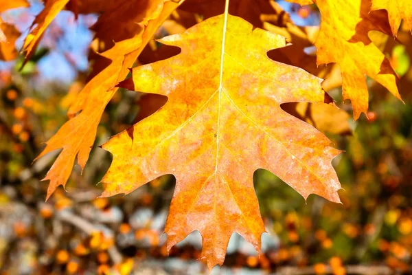 Close up View of Fall Colorful Leaves — Stock Photo, Image