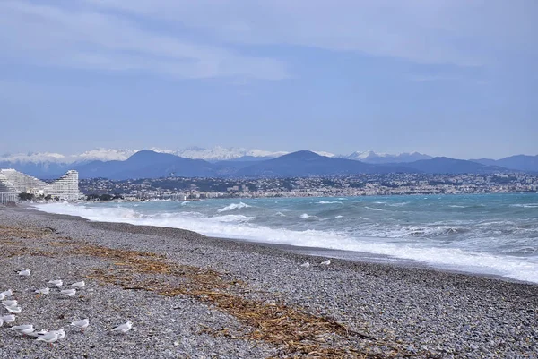 Kış deniz maliyeti ve martılar