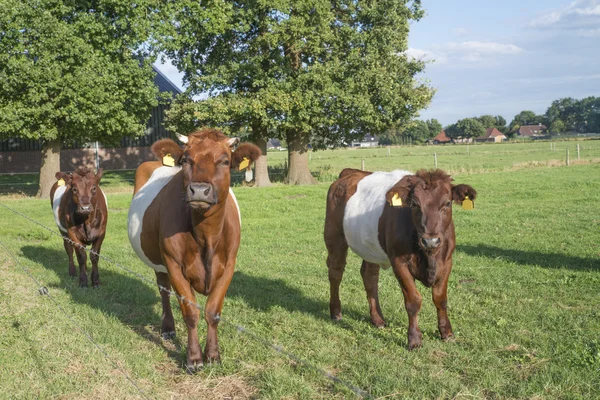 Lakterende ku og kalv – stockfoto