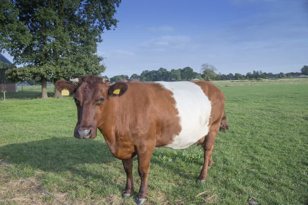 Lakenvelder bältade Ko — Stockfoto