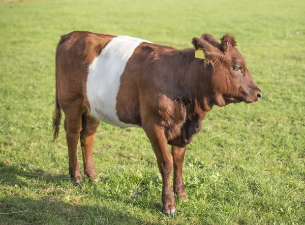 Lakenvelder bältade kalv Ko — Stockfoto