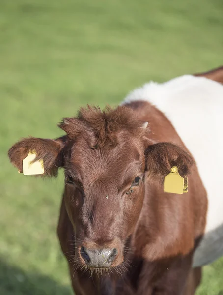 Lakenvelder belted cow calf — Stock Photo, Image