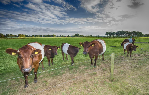 İnek ve calfs Lakenvelder kuşaklı — Stok fotoğraf