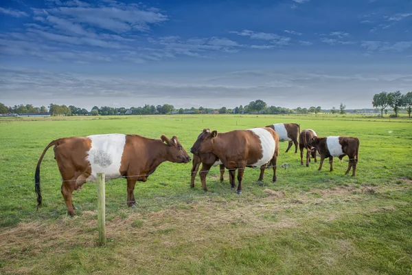 Lakenvelder 牛と子牛 — ストック写真