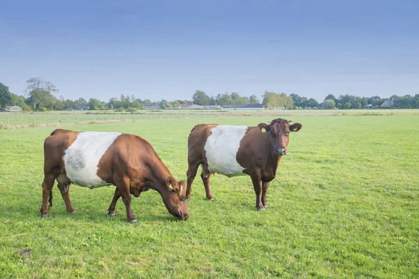 Lakenvelder brown belted cows Stock Photo