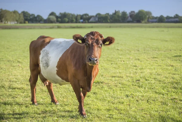 Lakenvelder 牛在草地上 图库图片