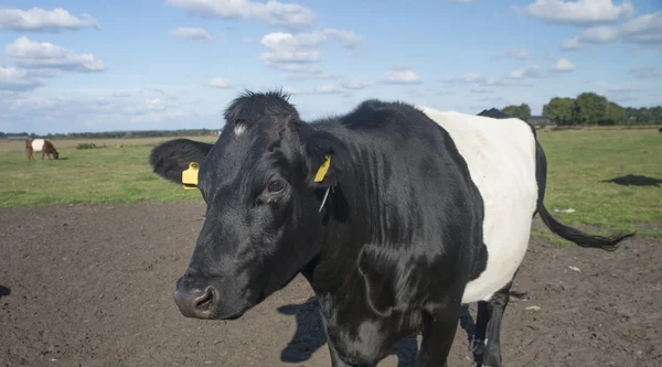 Lakenvelder Kor Holländska Äng — Stockfoto