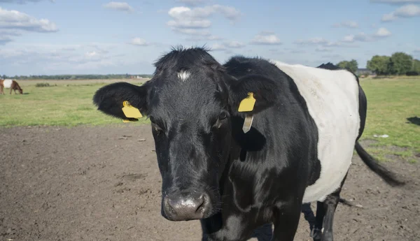 オランダの草原に牛を Lakenvelder — ストック写真