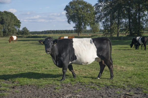 Lakenvelder Cows Dutch Meadow — Stock Photo, Image