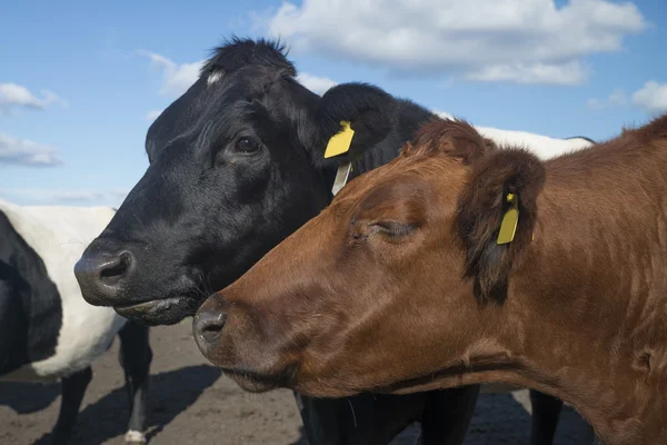 Lakenvelder Smíšená Krávy Holandské Louka — Stock fotografie