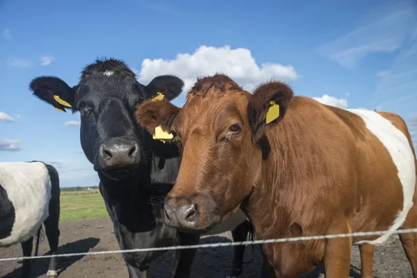 Lakenvelder Smíšená Krávy Holandské Louka — Stock fotografie