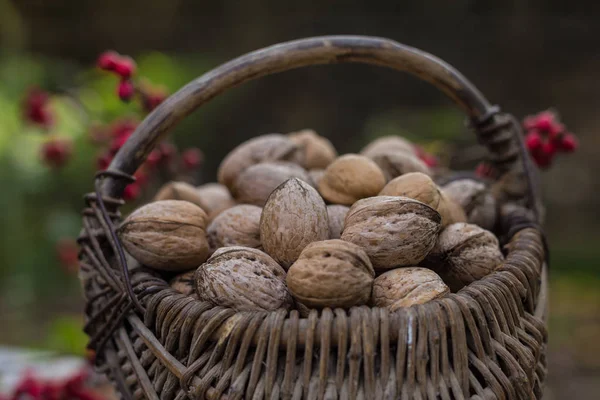 Proutěné košíky s vlašskými ořechy — Stock fotografie