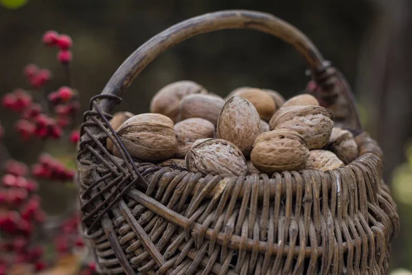 Плетеные корзины с грецкими орехами — стоковое фото