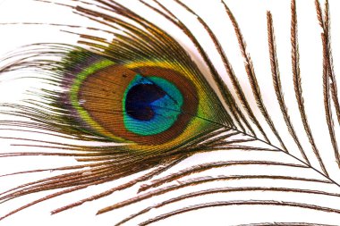 tavuskuşu tüyü beyaz üzerine