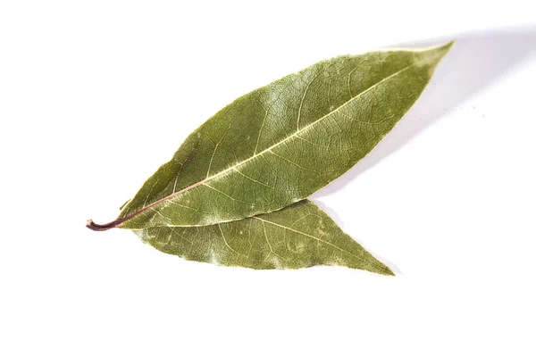 Bay Leaf Isolated White — Stock Photo, Image